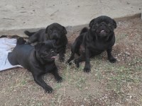 Yetişkin pug mops dişiler