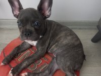 Kızımız HERA YI SAHİPLENDİRİYORUZ french bulldog