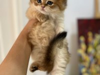 Tarifsiz güzellikte 2 scottish fold / straight yavru