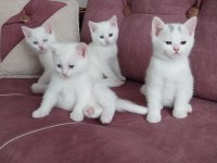 British shorthair bebeklerimiz yeni yuvalarına hazır