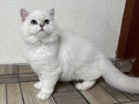 Asil Yakışıklı British Longhair Oğlum