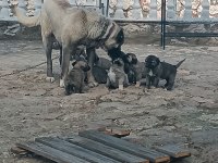 Orijinal kangal eniklerimiz yeni sahiplerini arıyor