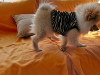 5 aylık sevimli, enerjik, oyuncu, çip ve aşı tam pomeranian