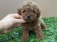 Kilo garantili poodle bebeğimiz