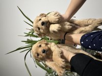 Bebek suratlı golden retriever yavrumuz