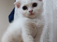 BRİTİSH SHORTHAİR YAVRUM