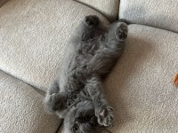 BEKLENEN İLAN AÇILDI A+ SAF KAN BRITISH SHORTHAIR YAVRULAR