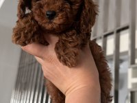 A kalite toy poodle