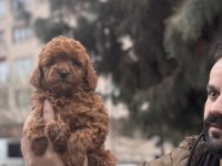 Safkan sağlıklı TOY POODLE yavrular anne altından