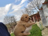 Golden Retriever yavruları