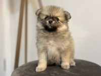 Pomeranian yavrular