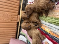 Toy poodle kore kan