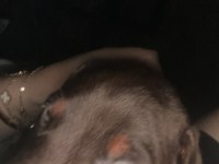Safkan kızıl yavru doberman