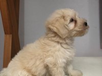 Maltipoo 2 aylık