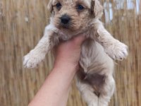 Sağlık Garantili, Üst Kalite Maltipoo Yavrular