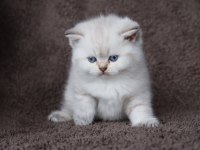 British Shorthair 2 Aylık Yavrumuz
