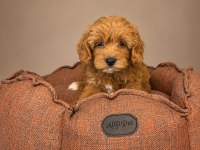 BABYFACE MALTİPOO YAVRULARIMIZ