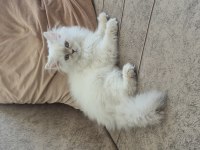 3 Aylık Dişi British Longhair