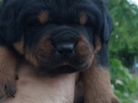 Irk garantili rottweiler yavruları