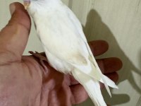 31 GÜNLÜK ALBİNO OĞLAN BEBEK MUHABBET KUŞU