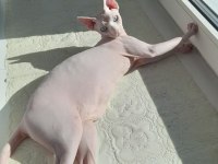 SFENKS TORTİE VE PEMBE RENK ORJİNAL YAVRULARIMIZ