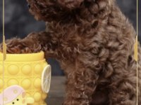 Toy poodle yavrularımız