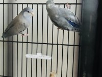 Forpus Takım (Blue Fallow, Pied)