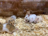 HAMSTERLAR GELDİ