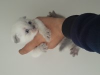 Bluepoint british shorthair yavrular