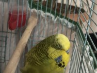 Jumbo Erkek Damızlık Muhabbet Kuşu