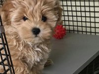 SAĞLIK GARANTİLİ MALTİPOO