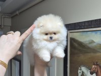 ÜST KALİTE TEACUP POMERANİAN ORİJİNAL IRK MİNİK PRENSES