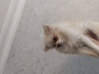 Mini Pomeranian Köpeğimiz