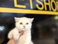 Britsh shorthair yavrular iki aylık
