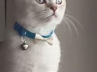 4 aylık british longhair tüm parazit aşıları yapıldı