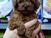 SAFKAN TOY POODLE BEBEKLERİMİZ BAKIRKÖY