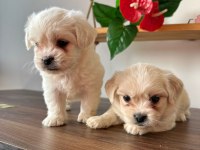 Sevimli maltipoo canlar