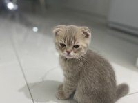 Acil verilecek tatlı scottish fold kedilerimiz