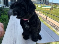 SAKİN ÇOK GÜZEL BİR POODLE YAVRU