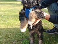 Malta terrier