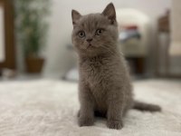 3 Aylık British Lilac Erkek Yavru