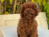 Kore Toy Poodle yavrularımız