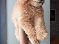 Yavru toy poodle