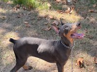 Blue Dişi Doberman