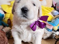 Golden Retriever Yavrular Canlı Görerek Alabilirsiniz