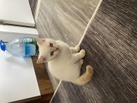 British shorthair kedimize yeni sahibini arıyoruz