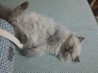 Tatlı british longhair yavruyu sahiplendiriyorum
