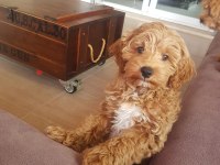 A Kalite F2 Maltipoo Erkek Yavrular
