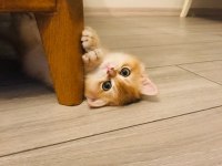 4 aylık british shorthair sahiplendirme