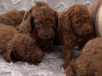 Toy poodle yavrular